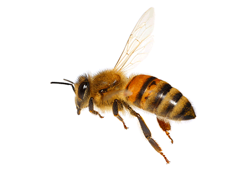vuelo abeja