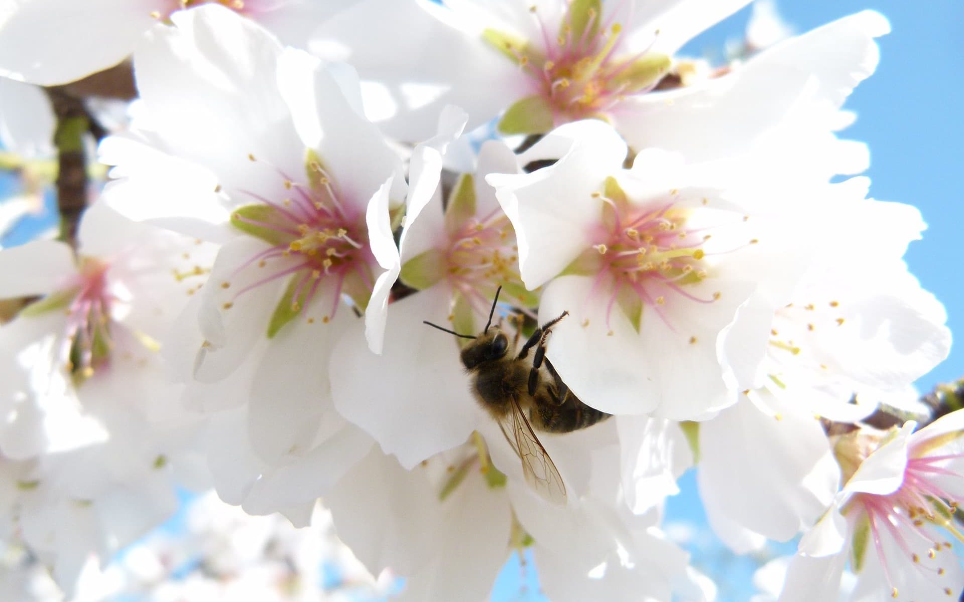 abeja melífera en flor de almendro