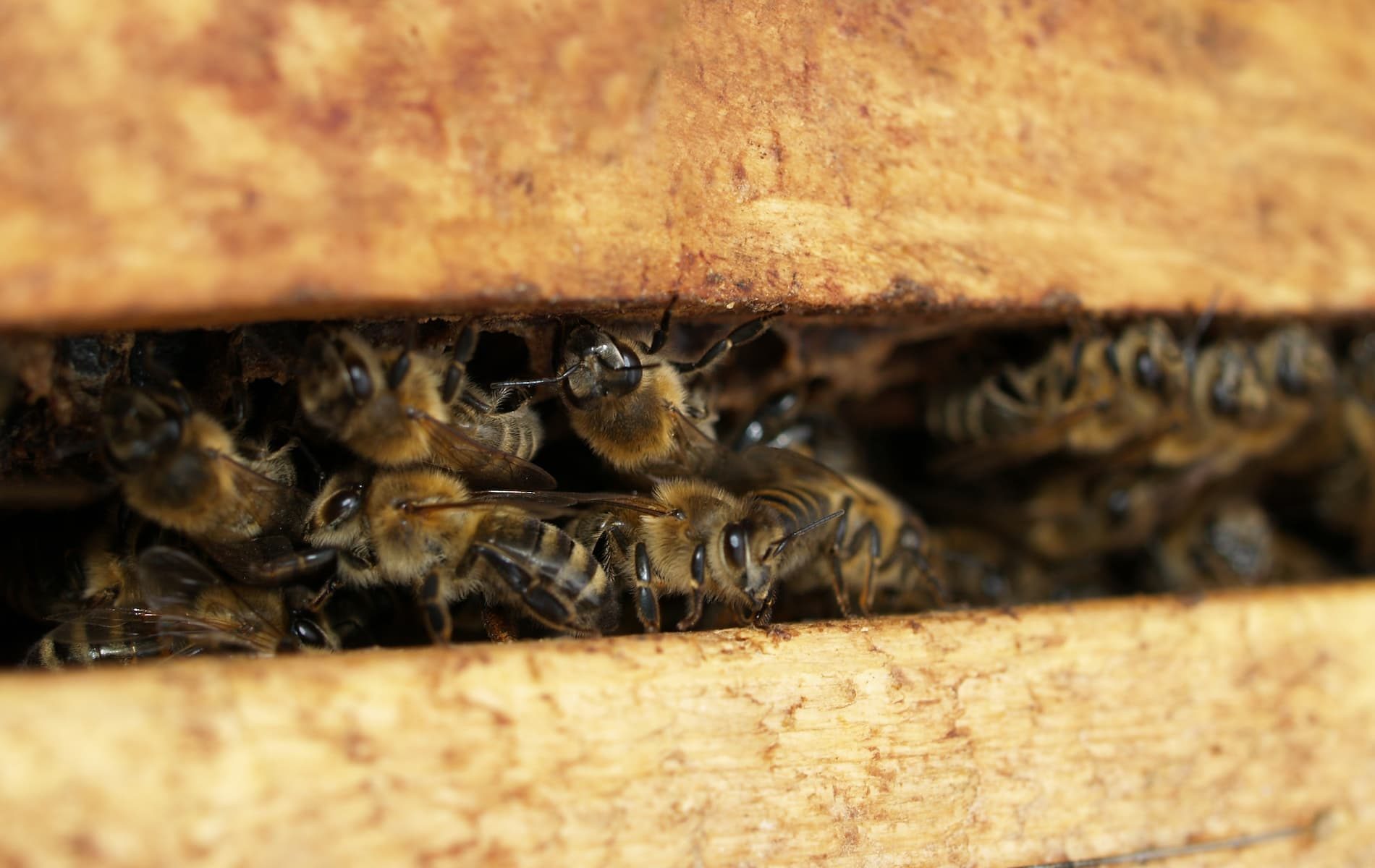 veneno abejas características
