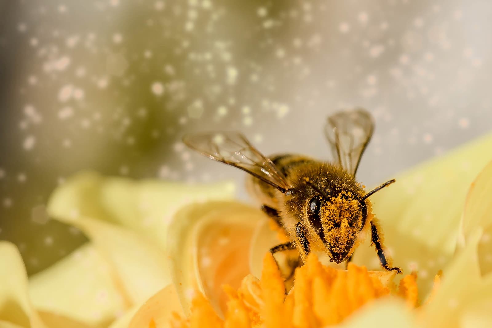 realce Poder Espinas Alimento de las abejas ¿Qué comen y cómo puedo cuidarlas?