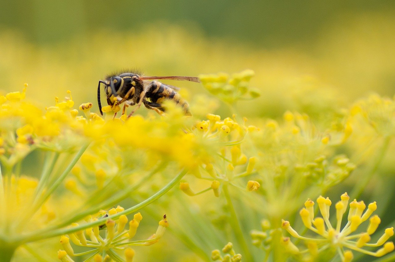 La importancia de las abejas como polinizadoras