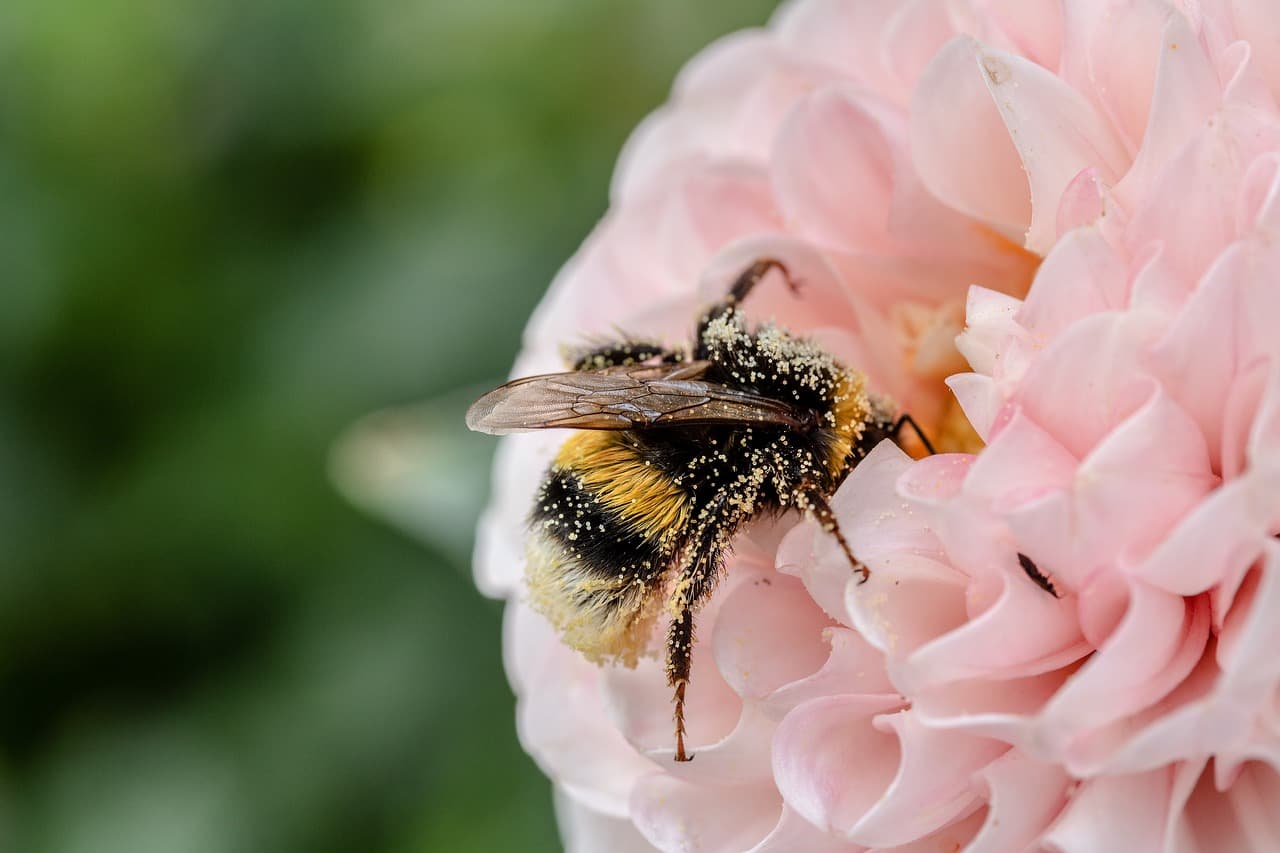 Las abejas mielíferas recorren largas distancias en busca de néctar y recursos para procurar la supervivencia de la colmena